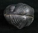 Large Enrolled Phacopid Trilobite - Mrakib, Morocco #10594-2